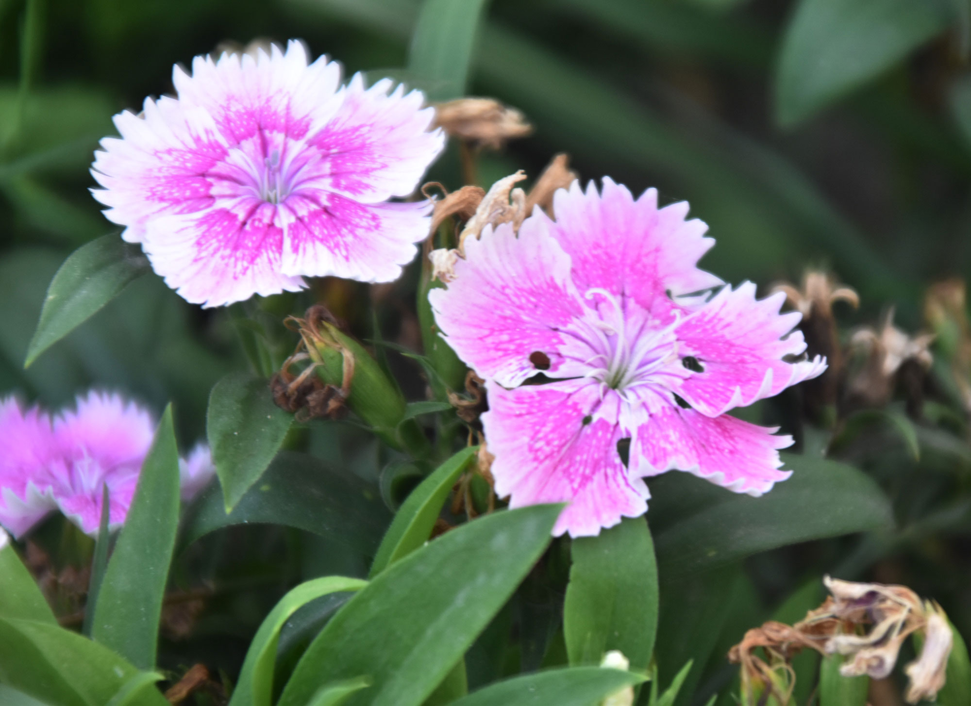 ডায়ান্থাস চাইনেনসিস, যা সাধারণত চায়না পিংক বা রেইনবো পিংক নামে পরিচিত। ফুলগুলো সাধারণত দ্বি-রঙা হয়, যার কেন্দ্রভাগ গোলাপি থেকে ম্যাজেন্টা রঙের এবং কিনারা সাদা ও ঝালরের মতো। ফুলগুলো থেকে লবঙ্গের মতো ঝাঁজালো সুগন্ধ বের হয় এবং এগুলো ভোজ্য। প্রায়ই কেক সাজাতে বা সালাদে এগুলো ব্যবহৃত হয়। ছবিটি রাজশাহী কেন্দ্রীয় শহীদ মিনার এলাকা থেকে তেলা। মিলন শেখ