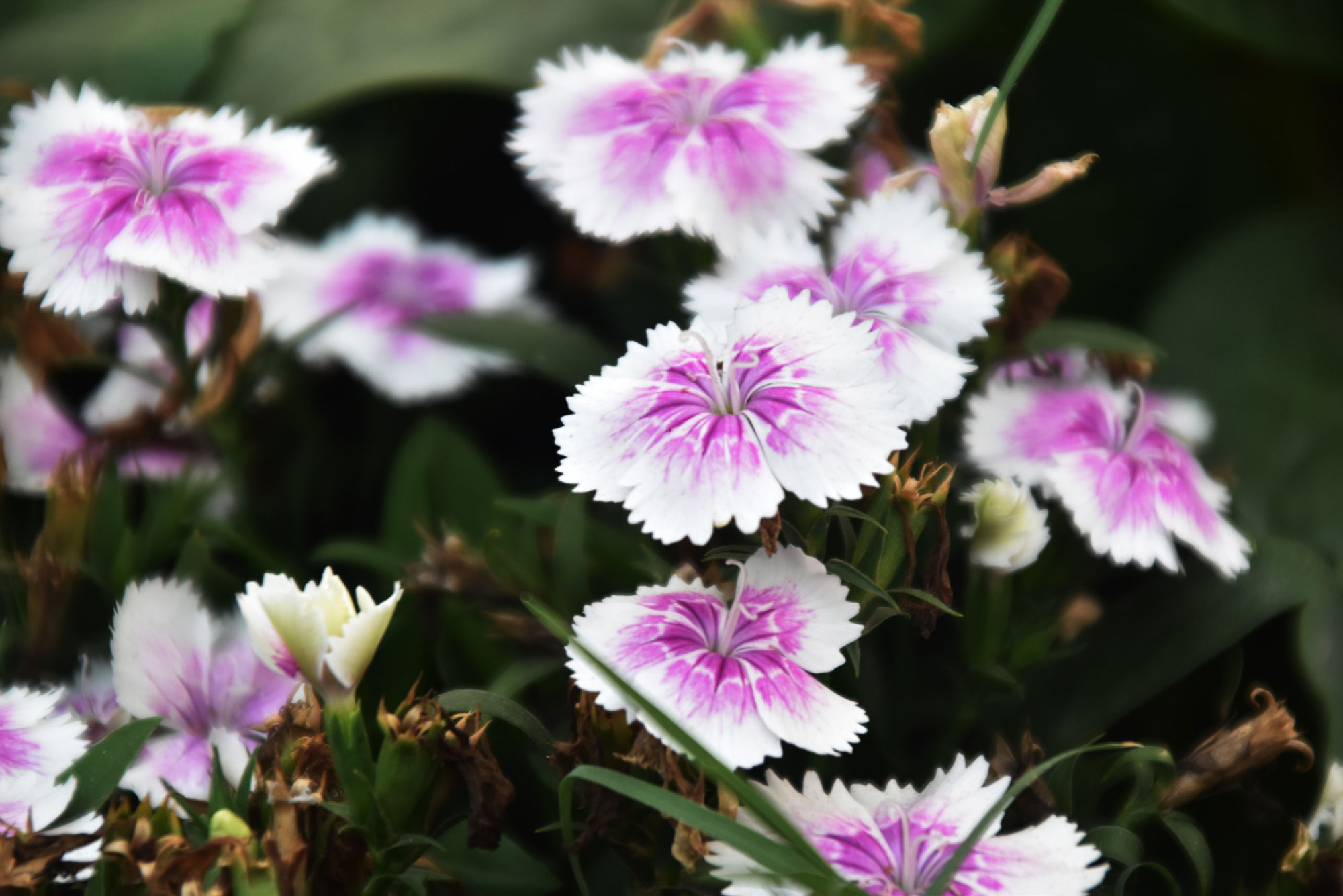 ডায়ান্থাস চাইনেনসিস, যা সাধারণত চায়না পিংক বা রেইনবো পিংক নামে পরিচিত। ফুলগুলো সাধারণত দ্বি-রঙা হয়, যার কেন্দ্রভাগ গোলাপি থেকে ম্যাজেন্টা রঙের এবং কিনারা সাদা ও ঝালরের মতো। ফুলগুলো থেকে লবঙ্গের মতো ঝাঁজালো সুগন্ধ বের হয় এবং এগুলো ভোজ্য। প্রায়ই কেক সাজাতে বা সালাদে এগুলো ব্যবহৃত হয়। ছবিটি রাজশাহী কেন্দ্রীয় শহীদ মিনার এলাকা থেকে তেলা। মিলন শেখ