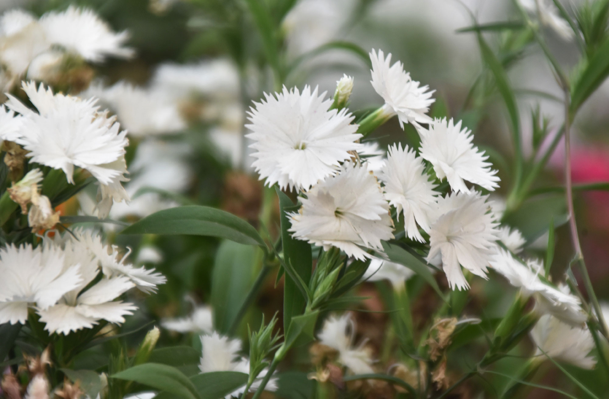 ডায়ান্থাস চাইনেনসিস, যা সাধারণত চায়না পিংক বা রেইনবো পিংক নামে পরিচিত। ফুলগুলো সাধারণত দ্বি-রঙা হয়, যার কেন্দ্রভাগ গোলাপি থেকে ম্যাজেন্টা রঙের এবং কিনারা সাদা ও ঝালরের মতো। ফুলগুলো থেকে লবঙ্গের মতো ঝাঁজালো সুগন্ধ বের হয় এবং এগুলো ভোজ্য। প্রায়ই কেক সাজাতে বা সালাদে এগুলো ব্যবহৃত হয়। ছবিটি রাজশাহী কেন্দ্রীয় শহীদ মিনার এলাকা থেকে তেলা। মিলন শেখ