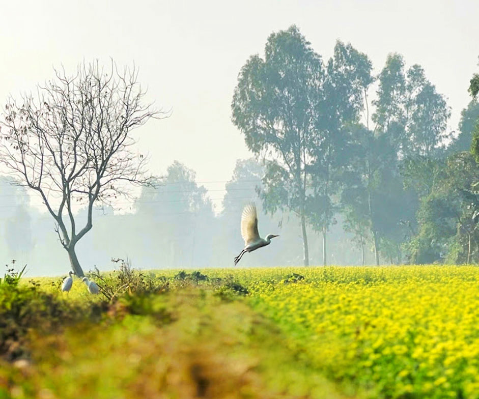 পৌষের কুয়াশায় ঘেরা সকালের প্রকৃতি। কুয়াশার আবরণ ভেঙে দূরে উঁকি দিচ্ছে সূর্য। খোলা মাঠে সরিষা ফুলের হলুদের আড়ালে রোদ পোহাচ্ছে একদল বক। আড়মোড়া ভেঙে করছে ওড়াউড়ি। ঘিওরের রাথুরা এলাকা, মানিকগঞ্জ, ২৪ ডিসেম্বর ২০২৩। ছবি: আব্দুর রাজ্জাক
