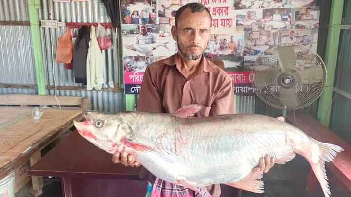 পদ্মায় ধরা পড়া ৮ কেজির ঢাঁই মাছ ২৬ হাজারে বিক্রি