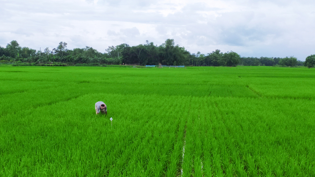 সারের দাম বাড়ায় কৃষকের কপালে চিন্তার ভাঁজ