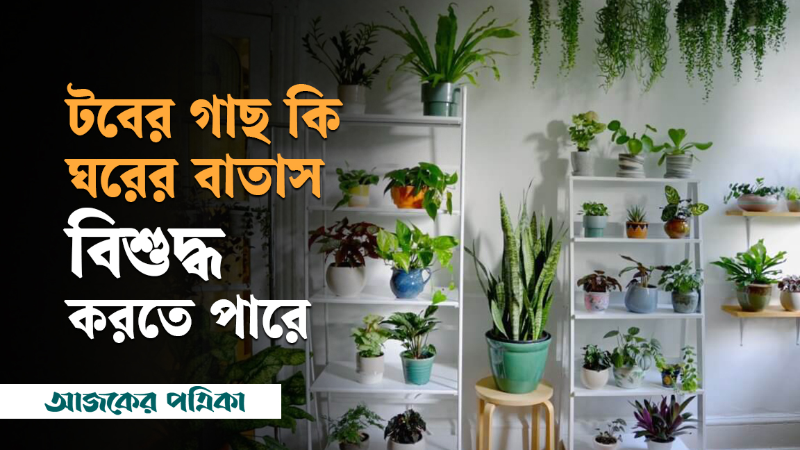 টবের গাছ কি ঘরের বাতাস বিশুদ্ধ করতে পারে