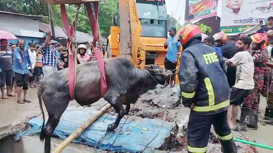 হাটে যাওয়ার পথে ড্রেনে পড়ল গরু, ১৭ ঘণ্টায় উদ্ধার