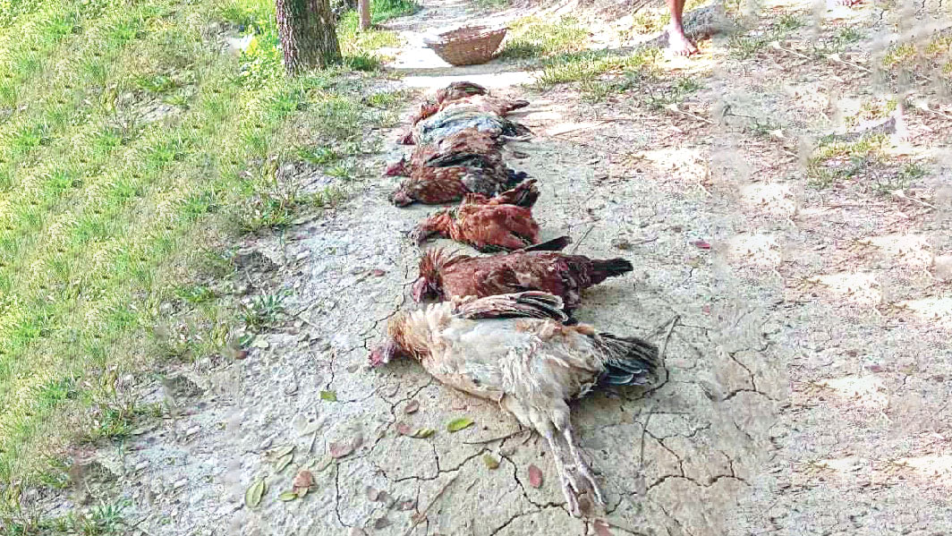 মুরগির সঙ্গে ‘শত্রুতা’
