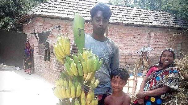 সাড়ে ৫ ফুট কলার কাঁদি, বিক্রি হলো ৫০ টাকা কেজি