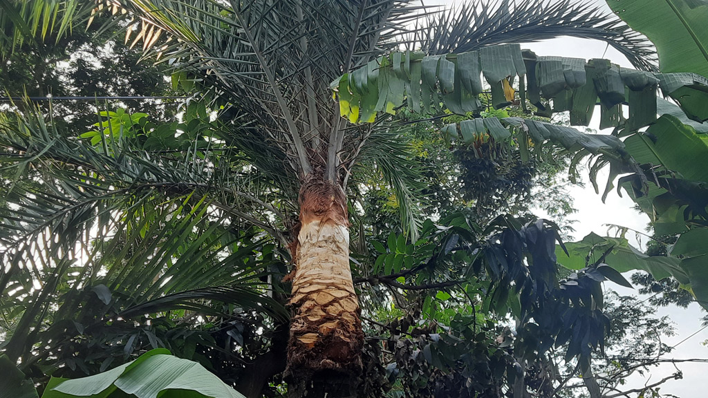 খেজুরগাছ কাটতে ব্যস্ত গাছি
