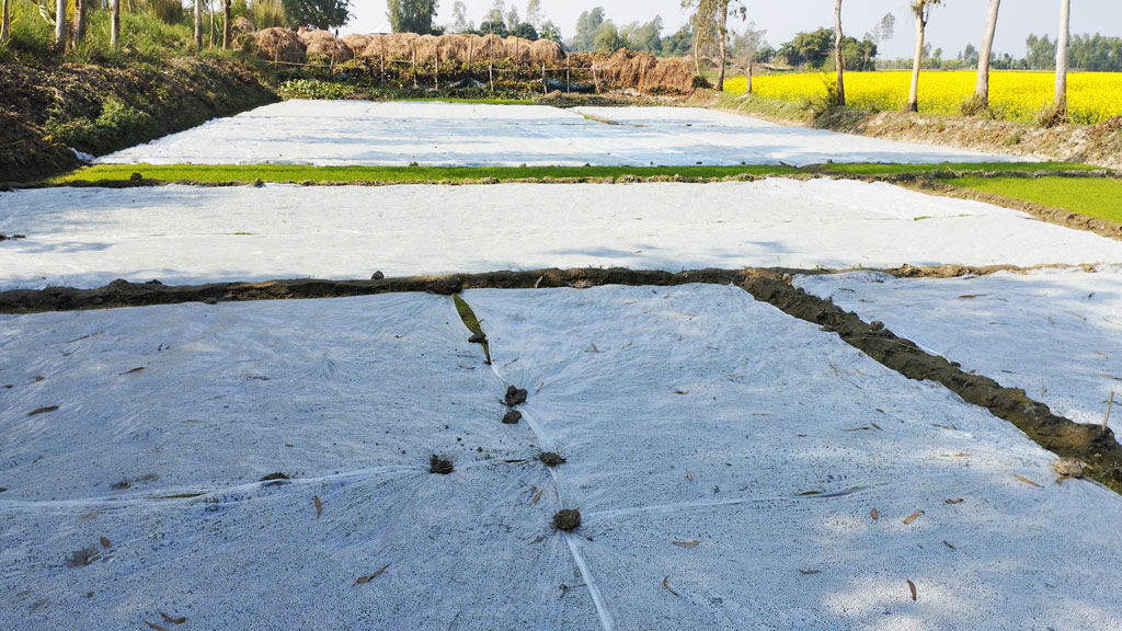 কোল্ড ইনজুরি থেকে বোরো ধানের চারা বাঁচাতে পলিথিন ব্যবহার করছেন চাষিরা। চাটমোহর উপজেলা নিমাইচড়া ইউনিয়নের চলনবিল এলাকা, পাবনা, ২৮ ডিসেম্বর ২০২৩। ছবি: শুভাশীষ ভট্টাচার্য্য তুষার