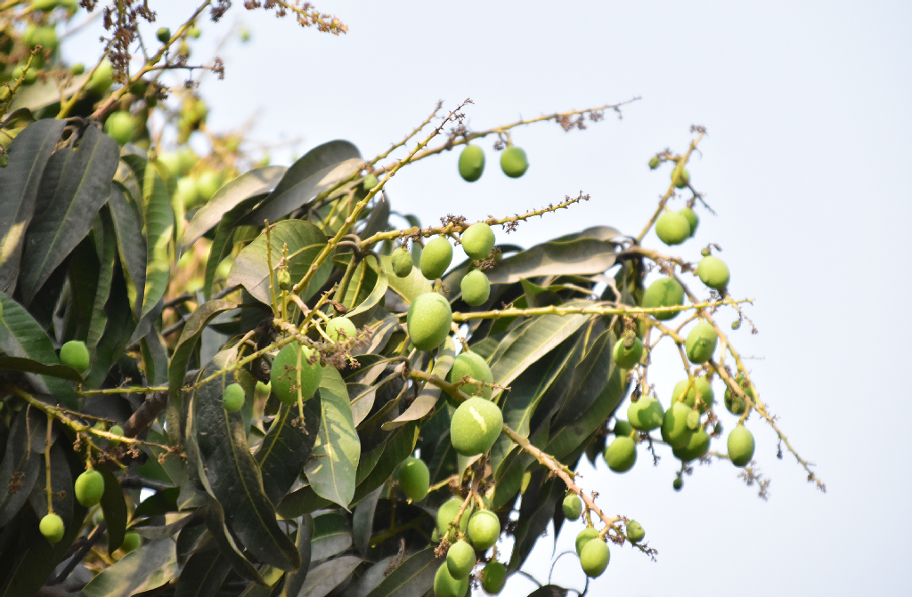 দিনের ছবি (১৫ মার্চ, ২০২৩)