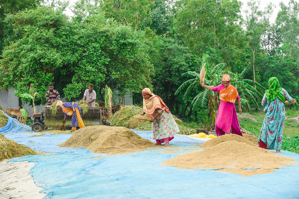 তিস্তা নদীর ধারের এলাকাসহ বিভিন্ন জায়গায় স্বল্প মেয়াদি বিভিন্ন জাতের আমন ধান চাষ করেছেন কৃষকেরা। তিস্তার পানি বেড়ে যাওয়ায় চরের ধান খেতে কাঁদা পানি চলে আসে। এতে ধান গাছগুলো অনেকটাই হেলে পড়ে। এই ধান তুলে নিয়ে এসে বাঁধের ধারে মাড়াই করছেন চাষিরা। গঙ্গাচড়া উপজেলার লক্ষ্মীটারী ইউনিয়নের চর ইচলি গ্রাম, রংপুর, ১০ অক্টোবর ২০২৩। ছবি: আব্দুর রহিম পায়েল