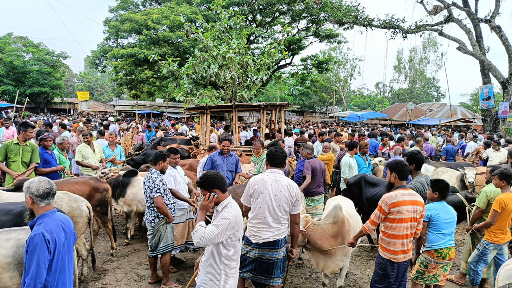 চিরিরবন্দরে জমে উঠেছে গরুর হাট, ক্রেতারা বলছেন দাম বেশি