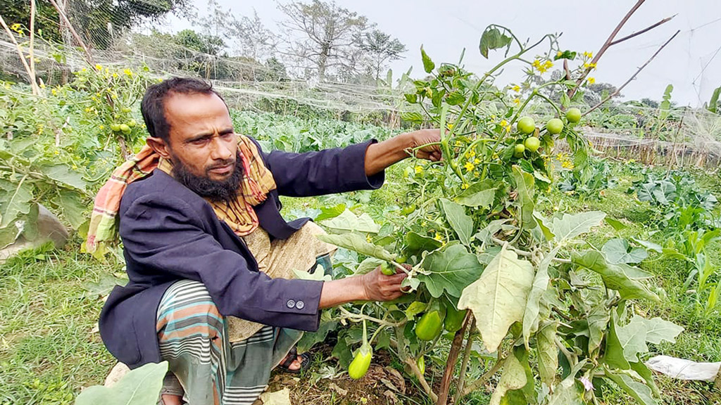 বেগুনগাছের ডগায় টমেটো