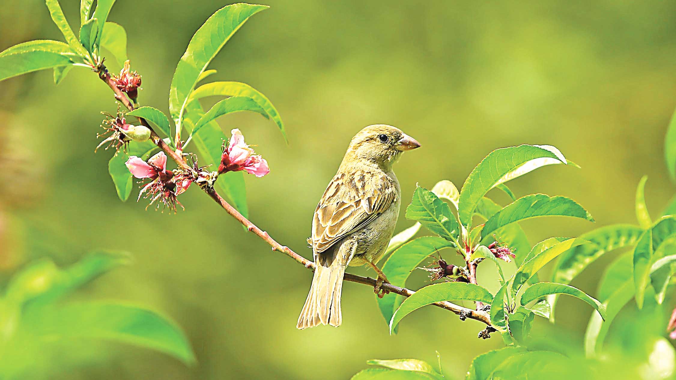 ছোট পাখি এসো বারান্দায়