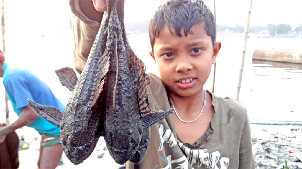 দেশে এখন সাকার ফিশ নিষিদ্ধ