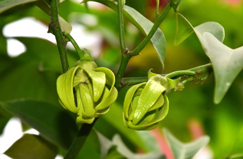 কাঁঠালি চাঁপা বা কাঁঠালি চম্পা হলুদ রঙের ফুল। এদের সুবাস কাঁঠালের মতো বলে এমন নামকরণ। নগরীর রাজশাহী কলেজ চত্বর থেকে তোলা, রাজশাহী, ১৭ মার্চ ২০২৪। ছবি: মিলন শেখ
