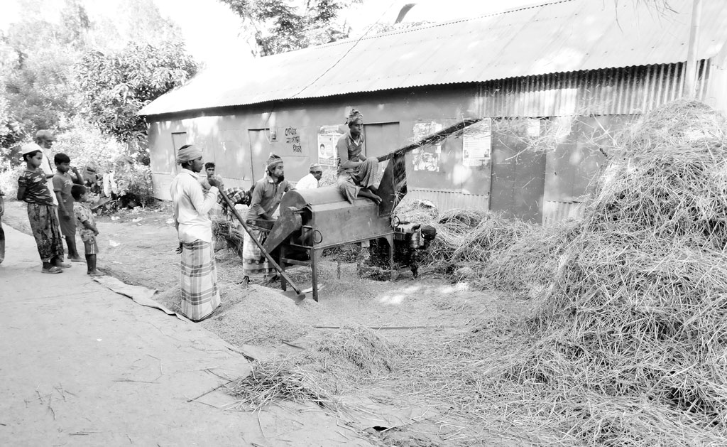 হাওরে আমন কাটা শুরু  কৃষকের মুখে হাসি