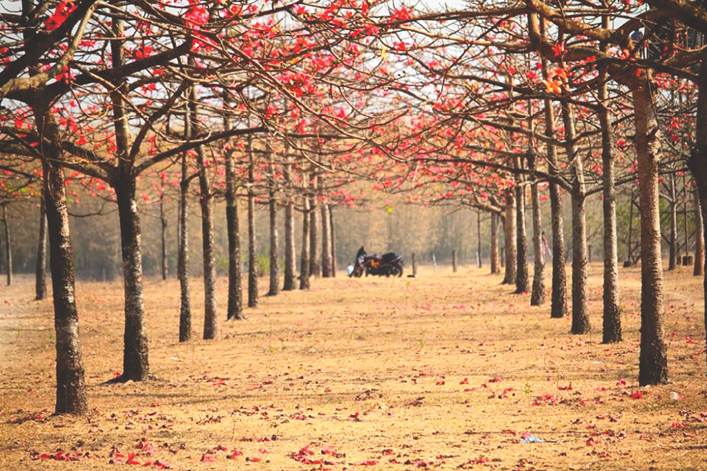 হাওরের শিমুল প্রান্তরে