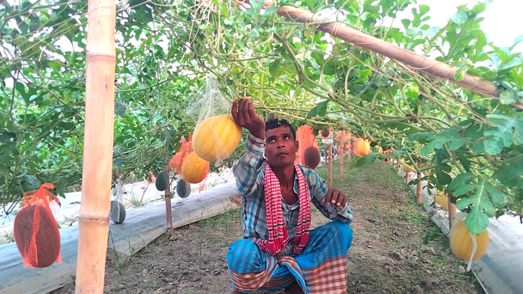 মালচিং পদ্ধতিতে হলুদ তরমুজ চাষ করে সফল