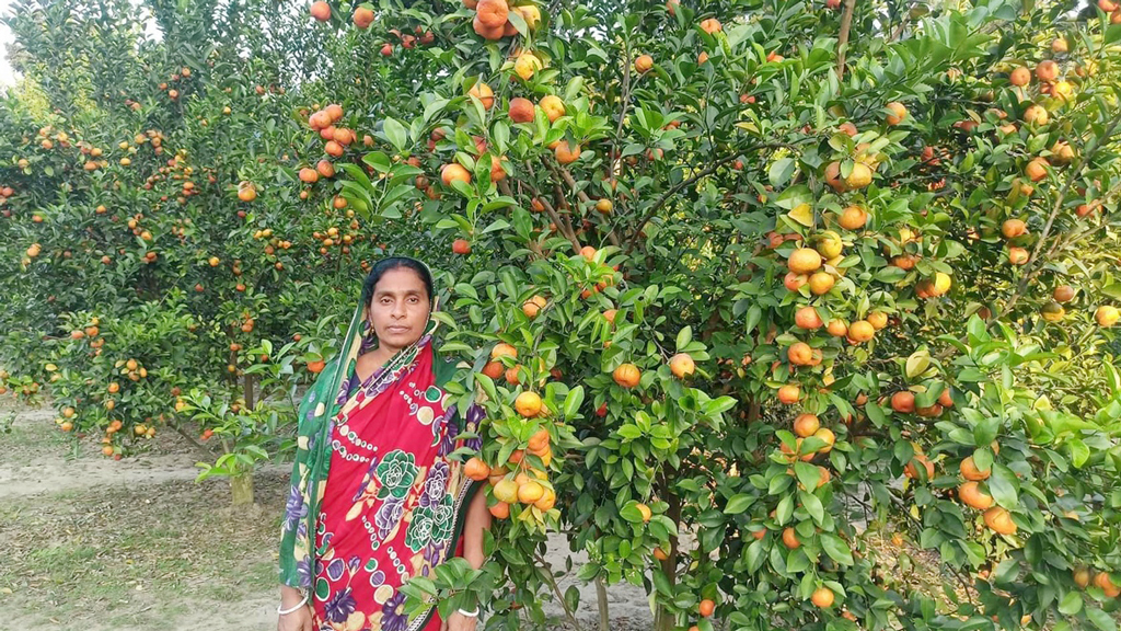 চায়না কমলালেবু চাষ করে বাজিমাত শিক্ষক দম্পতির