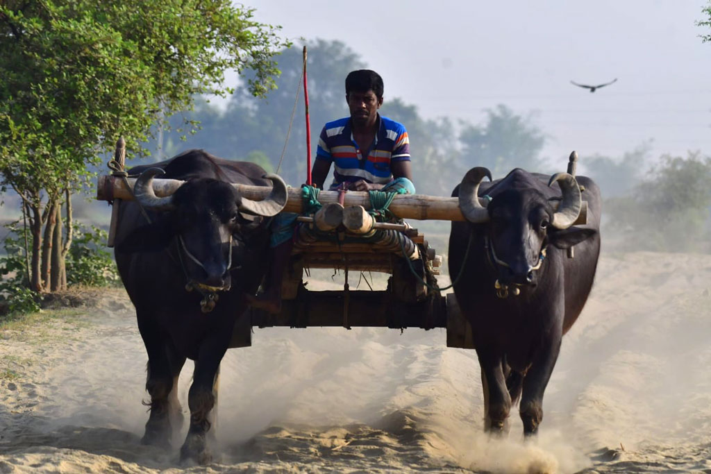 সূর্যের প্রচণ্ড তাপে তেতে থাকা চরের রাস্তায় ধুলা উড়িয়ে চলছে মহিষের গাড়ি। দৌলতপুর উপজেলার রামকৃষ্ণপুর পদ্মার চর থেকে তোলা, কুষ্টিয়া, ২ মে ২০২৪। ছবি: তামিম আদনান