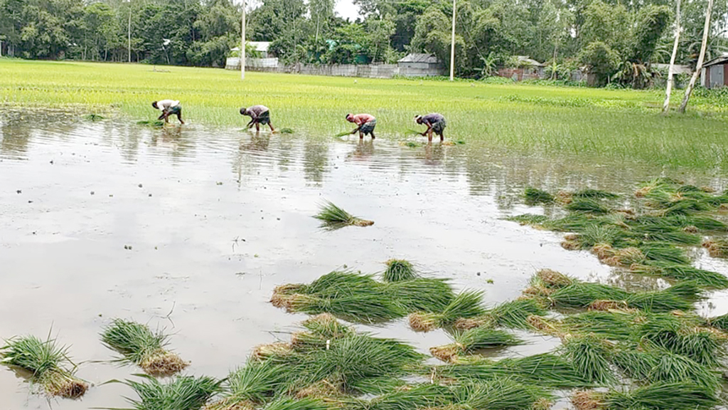 চাষের শুরুতেই খরচের চাপ