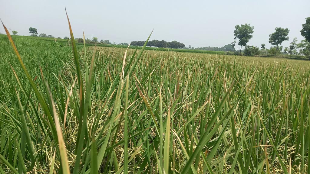 রাজশাহীতে তীব্র তাপে আম-লিচু ঝরছে, পুড়ছে ধান