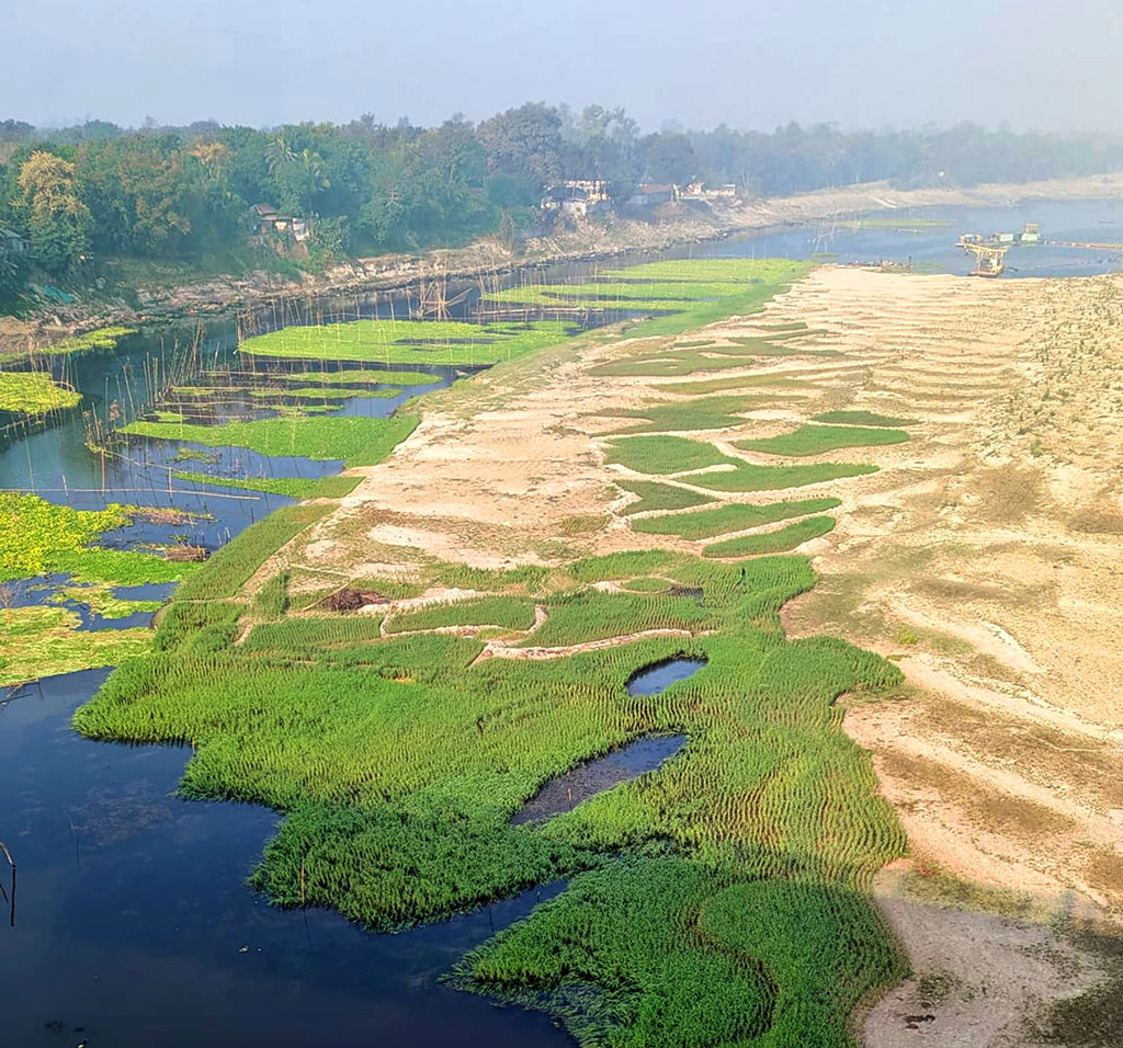 দূষণ এবং দখলে কালীগঙ্গা নদীর অস্তিত্ব আজ হুমকির মুখে। বেশির ভাগ অংশই শুকিয়ে গেছে। কয়েক স্থানে সরু ধারায় প্রবাহিত হচ্ছে। এক সময়ের প্রমত্তা নদীর বুকজুড়ে জেগেছে বালুচর। সেখানে কৃষকেরা বোরো ধানের আবাদ করেছেন। ঘিওর উপজেলার তরা সেতুর কাছের এলাকা, মানিকগঞ্জ, ১৮ ফেব্রুয়ারি ২০২৪। ছবি: আব্দুর রাজ্জাক