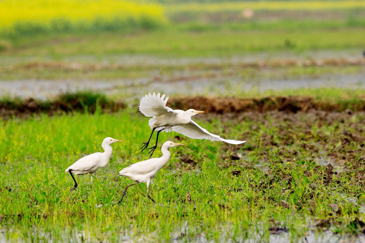দিনের ছবি (১৯ জানুয়ারি, ২০২৩)