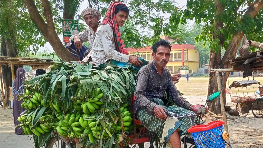 উৎপাদন খরচ কম ও দাম ভালো পাওয়ায় কলা চাষে ঝুঁকছেন চাষিরা