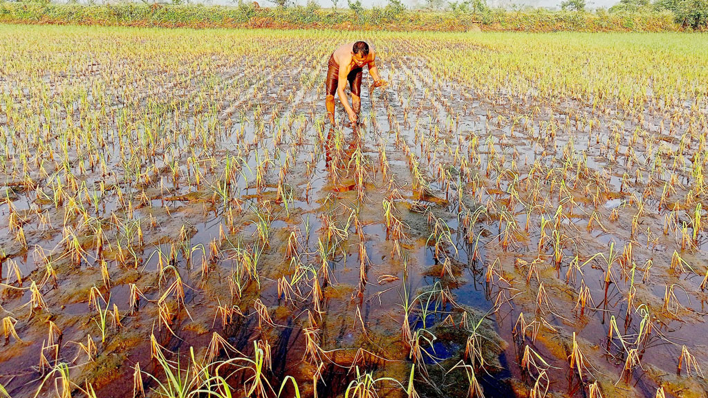 তীব্র লবণাক্ততায় নষ্ট হচ্ছে ডাকাতিয়া বিলের ধান 