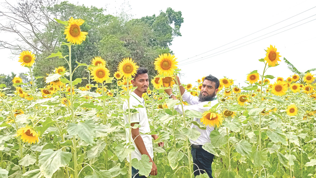 আশা জাগছে সূর্যমুখী চাষে