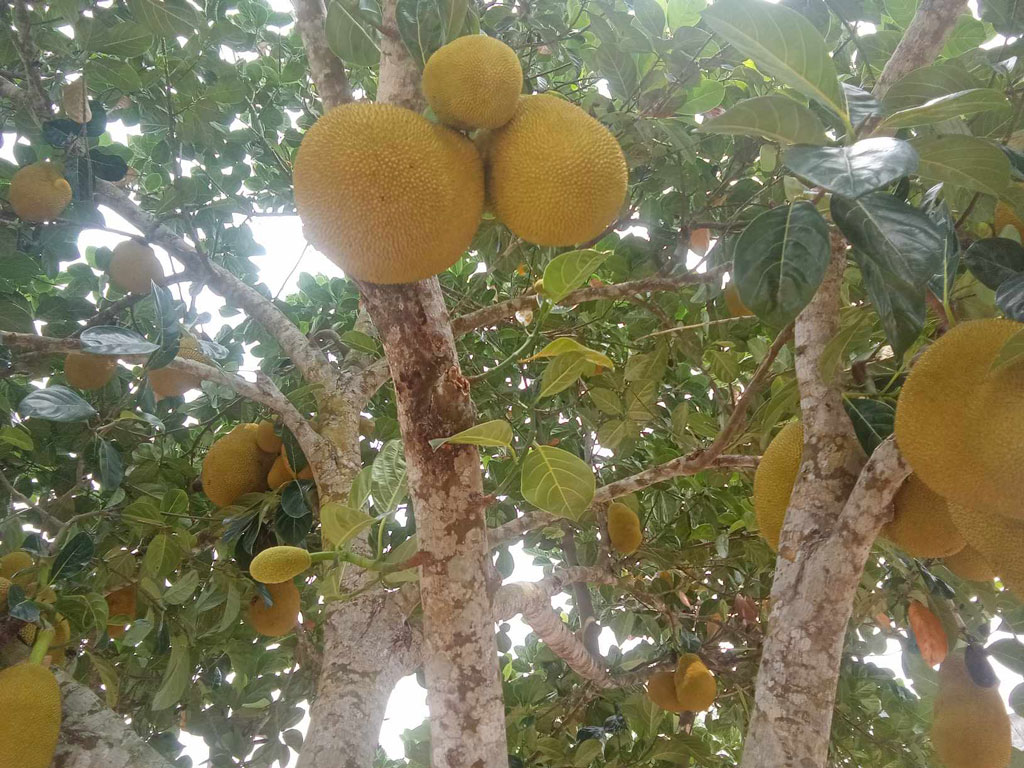 গাছে গাছে ঝুলছে কাঁঠাল। এগুলো পাকতে শুরু করবে কিছু দিনের মধ্যেই। আটপাড়া উপজেলার সুখারী ইউনিয়ন পরিষদ থেকে সোমবার সকালে তোলা, নেত্রকোনা, ৬ মে ২০২৪। ছবি: ফয়সাল চৌধুরী