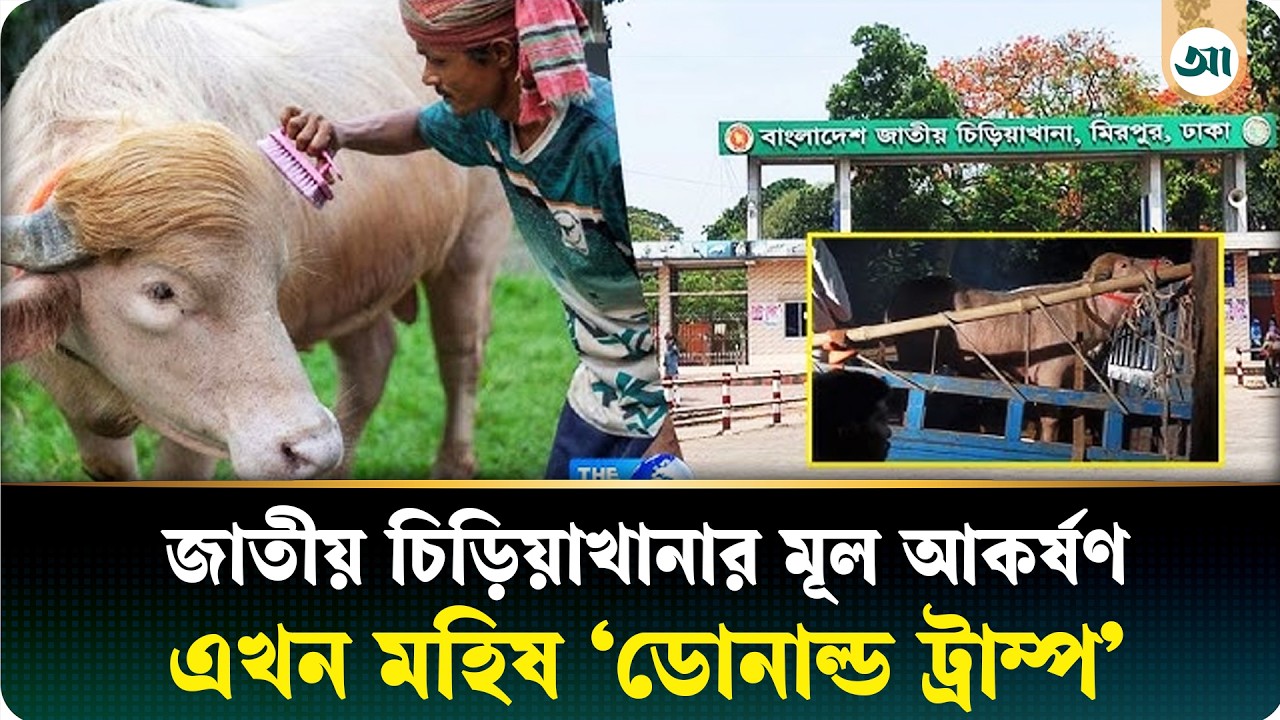 জাতীয় চিড়িয়াখানার মূল আকর্ষণ এখন মহিষ ‘ডোনাল্ড ট্রাম্প’
