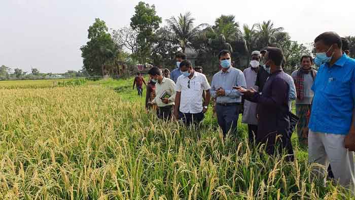 গোপালগঞ্জে সাড়ে ২২ হাজার কৃষক প্রণোদনা পাচ্ছেন