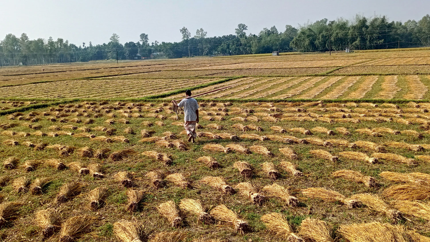 সোনালি শিষে দুলছে স্বপ্ন