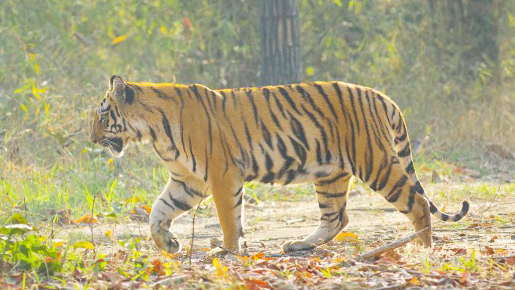 সুন্দরবনে উদ্ধার মৃত বাঘের ময়নাতদন্ত শেষ, বার্ধক্যের কারণে মৃত্যুর ধারণা