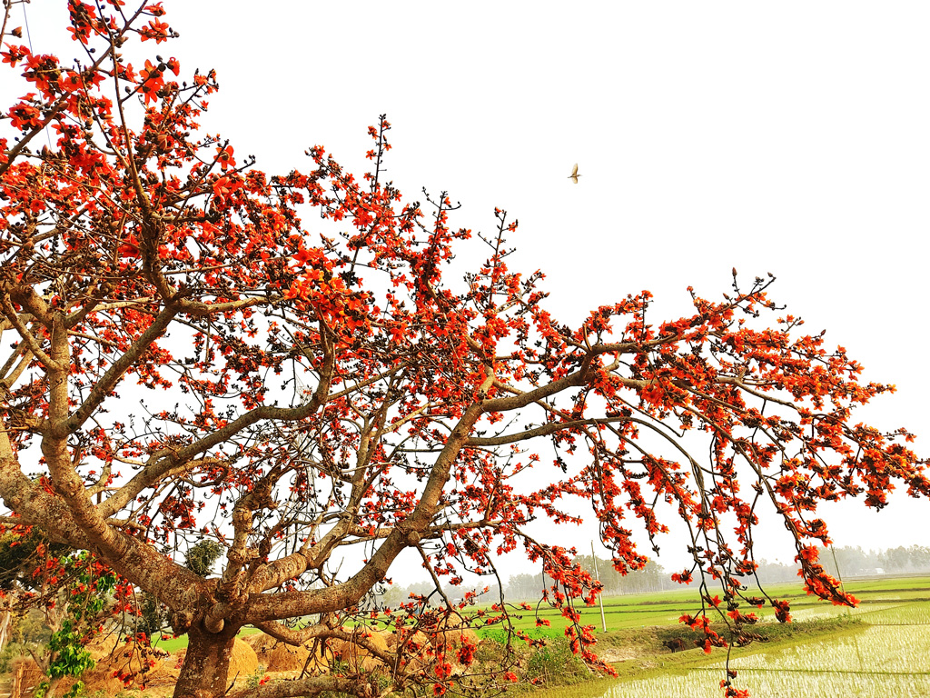 শীতের শুষ্কতায় রিক্ত প্রকৃতিতে উষ্ণ পরশ বুলিয়ে দিচ্ছে বসন্ত। বসন্তের আগমনী বার্তা জানিয়ে সবুজ আভরণ ভেদ করে ফুটেছে লাল শিমুল। ছবিটি সিরাজগঞ্জের কামারখন্দ উপজেলার রসুলপুর গ্রাম থেকে তোলা। ২৫ ফেব্রুয়ারি, ২০২৩। ছবি: আব্দুল্লাহ আল মারুফ