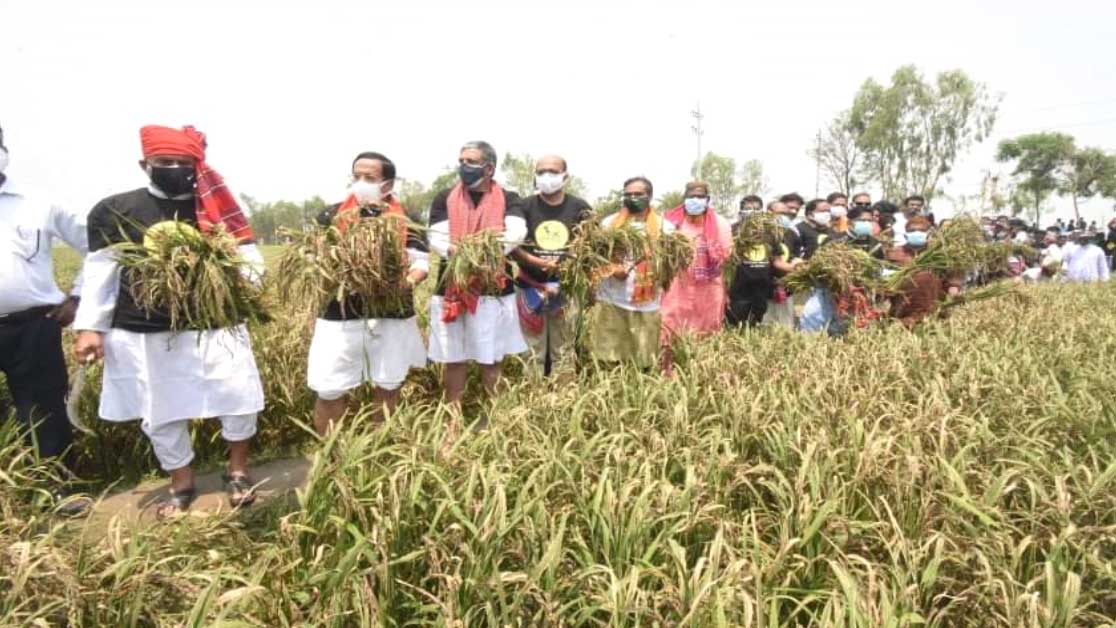 ‘শস্যচিত্রে বঙ্গবন্ধু’ খেতের ধান কাটার উদ্বোধন