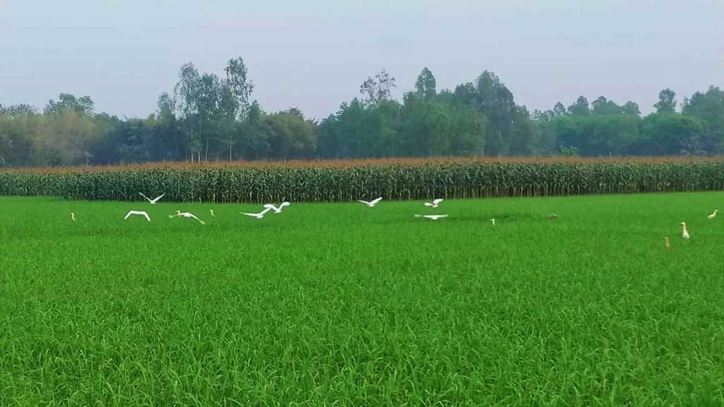 খাবারের খোঁজে ফসলের মাঠে নেমেছে বকের ঝাঁক। ঘিওর উপজেলার কাউটিয়া গ্রাম, মানিকগঞ্জ, ১৭ মার্চ ২০২৪। ছবি: আব্দুর রাজ্জাক