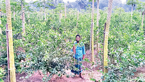 একই জমিতে মাল্টা ও পেঁপে চাষে সাফল্য