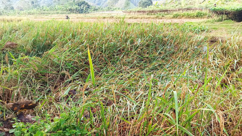 অসময়ের বৃষ্টিতে চাষির কান্না