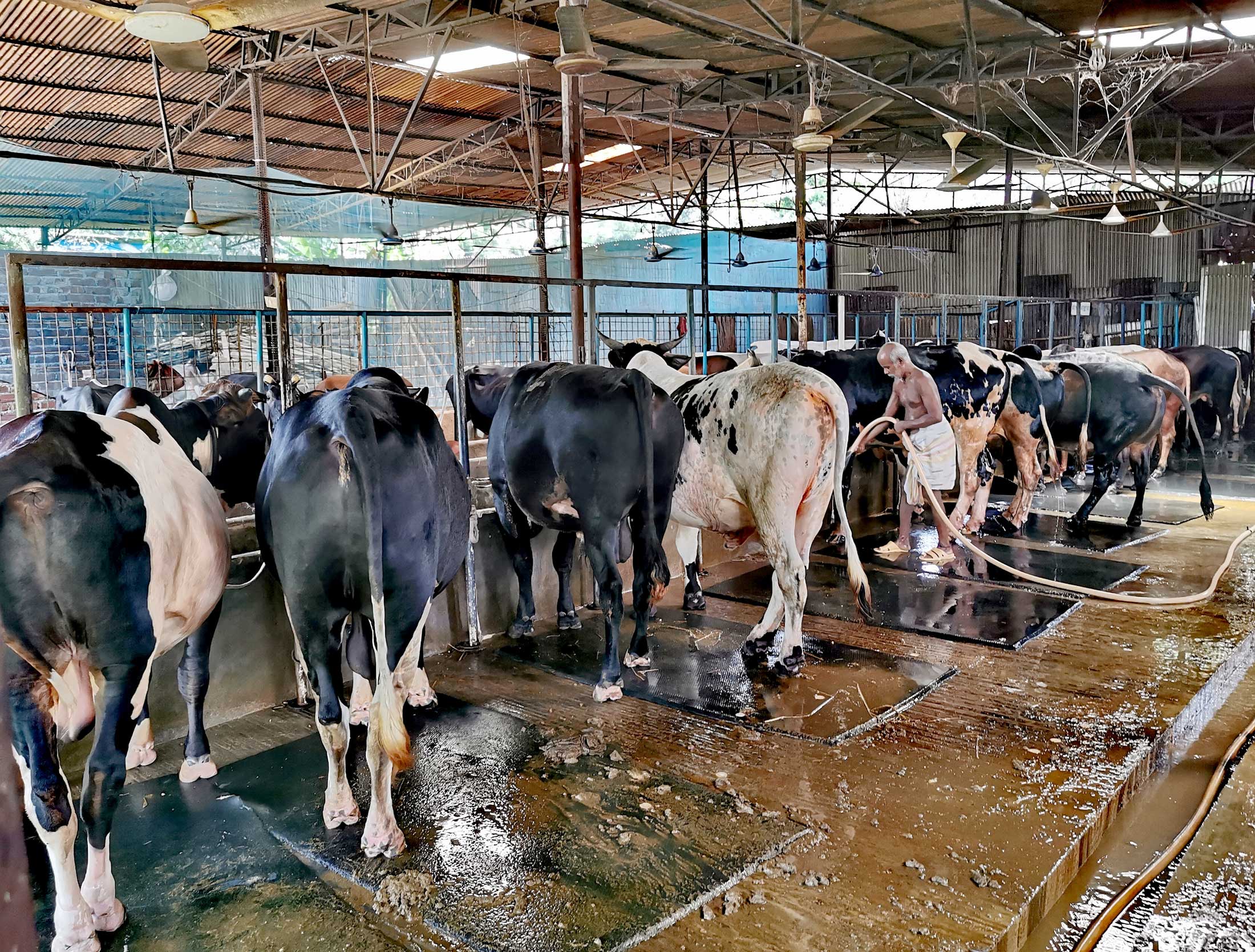 এলডিডিপি প্রকল্প: খামারির প্রকল্পে সুবিধার ক্রিম খাচ্ছে কারা