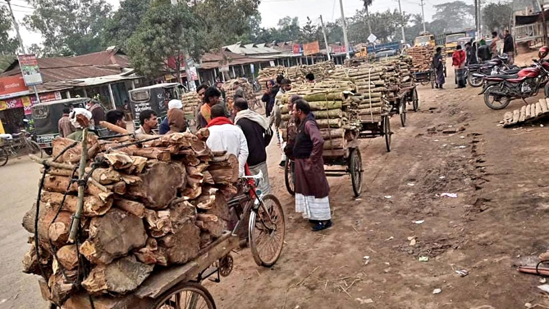 বনের কাঠ যাচ্ছে ভাটায়