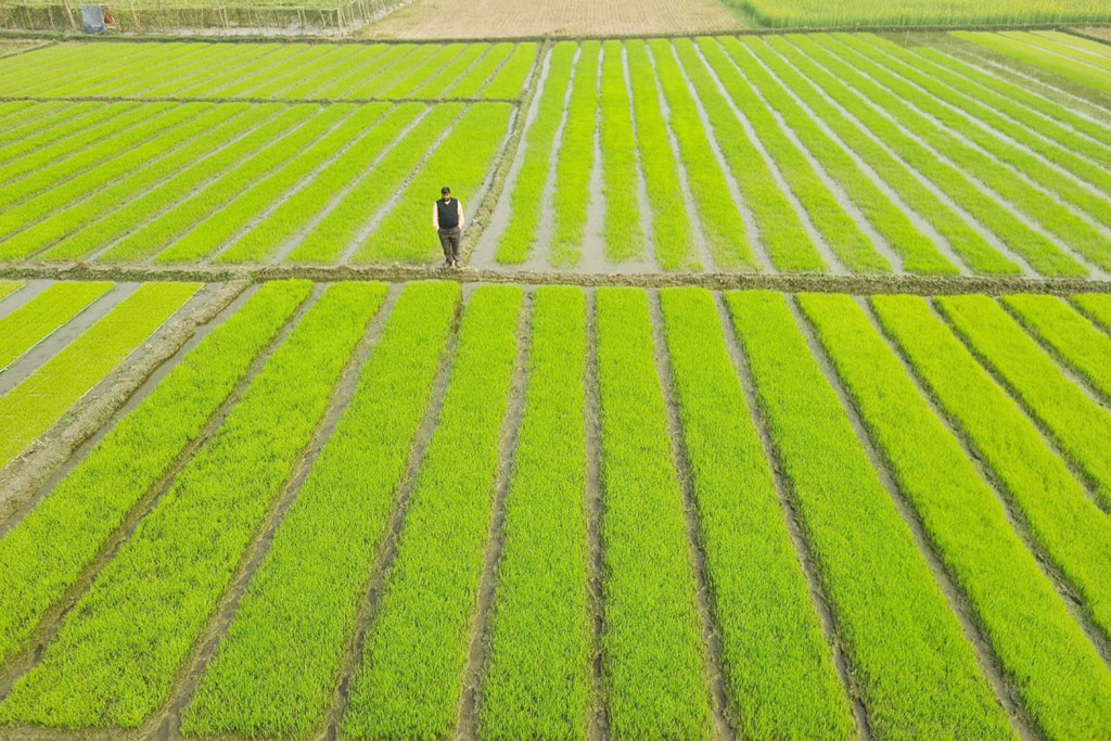 কিশোরগঞ্জের পাকুন্দিয়ায় ১০০ বিঘা জমিতে ট্রে পদ্ধতিতে বীজতলা তৈরি করছেন ১০০ কৃষক। আদিত্যপাশা বাগানবাড়ি, পাকুন্দিয়া, কিশোরগঞ্জ, ১৭ জানুয়ারি ২০২৩। ছবি: আজকের পত্রিকা