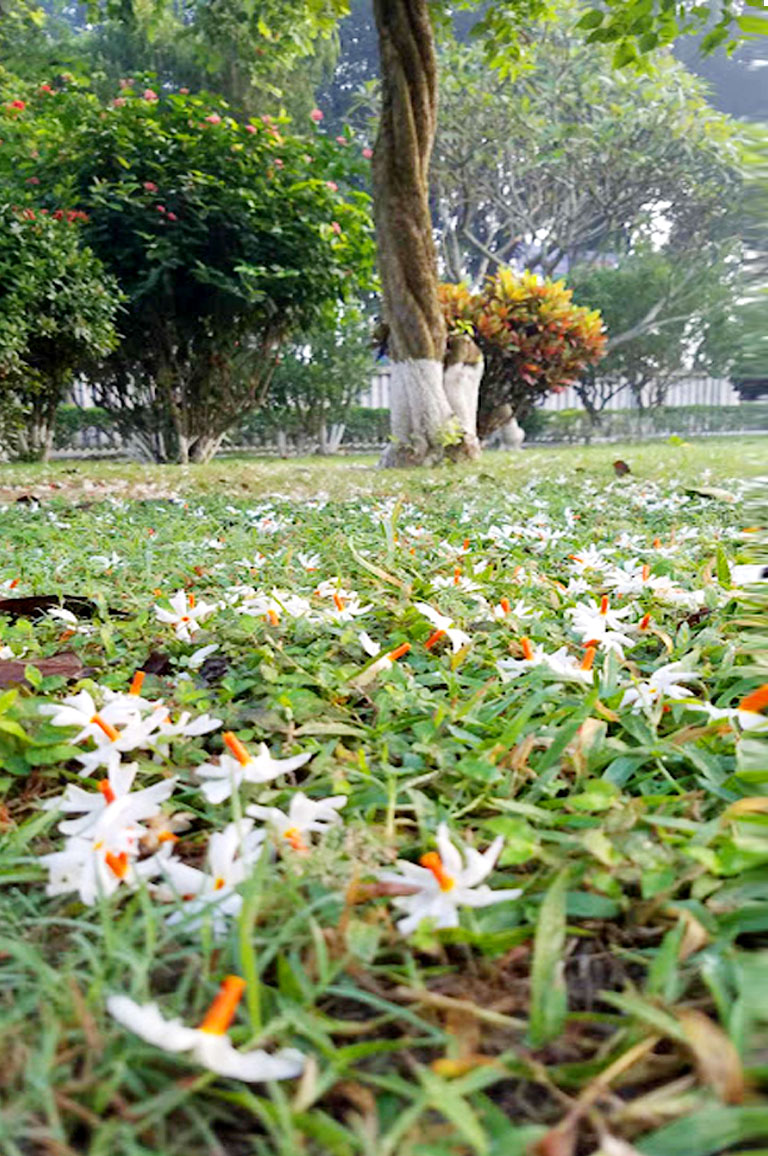 অগ্রহায়ণ মাস চলছে। ইতিমধ্যেই শীতের আগমনী টের পাওয়া যায়। ভোরের কুয়াশা ভেজা ঘাসের গালিচার ওপর শিউলির ঝড়ে পরে জন্ম দিয়েছে অপরূপ এক দৃশ্যের। গিলন্ডের মুন্নু মেডিকেল কলেজের সামনের চত্বর, মানিকগঞ্জ। ছবি: আব্দুর রাজ্জাক