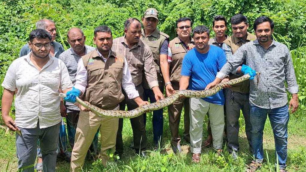 সীতাকুণ্ডে উদ্ধার ১০ ফুটের অজগর বনে অবমুক্ত