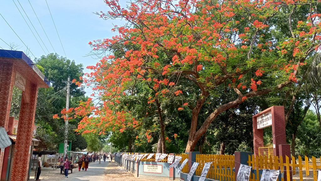 পথচারীর চোখ জুড়াচ্ছে সড়কের পাশের কৃষ্ণচূড়া ফুল