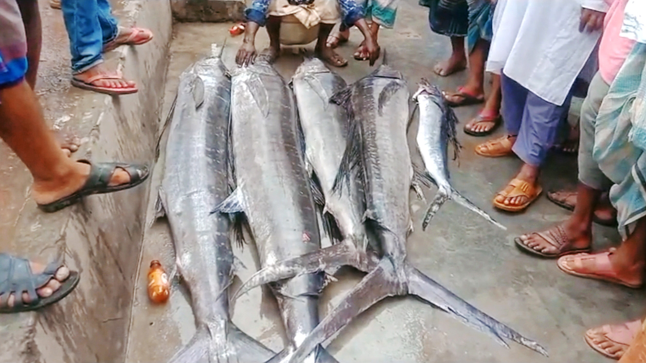 জেলেদের জালে ‘আজব’ মাছ, দেখতে ভিড়