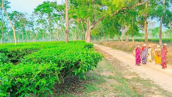 ব্যবস্থাপক-শ্রমিক দ্বন্দ্বে রামগড় চা বাগানে উত্তেজনা