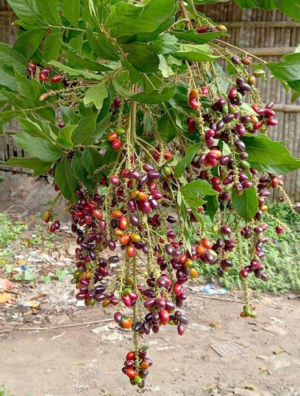 গাছে থোকায় থোকায় ঝুলছে কাচা-পাকা আমঝুম ফল। কাচা অবস্থায় ফলটি সবুজ হলেও পাকলে লাল ও কালচে লাল বর্ণ হয়। সুমিষ্ট এ ফলটি দেখতে যেমন সুন্দর খেতেও তেমনি সুস্বাদু। দেশীয় এ ফলটি এখন সচরাচর দেখা যায়। গ্রামের আনাচে-কানাচে থাকলেও সংখ্যায় তা নেহাতই কম। পাটকেলঘাটার যুগিপুকুরিয়া এলাকা, তালা উপজেলা, সাতক্ষীরা, ১৮ মে,২০২৪। ছবি: মুজিবুর রহমান।